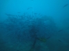 dsc02081